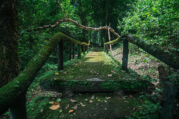 istock Serene Pathway Through Lush Green Forest in Chiang Mai, Thailand 2240710427