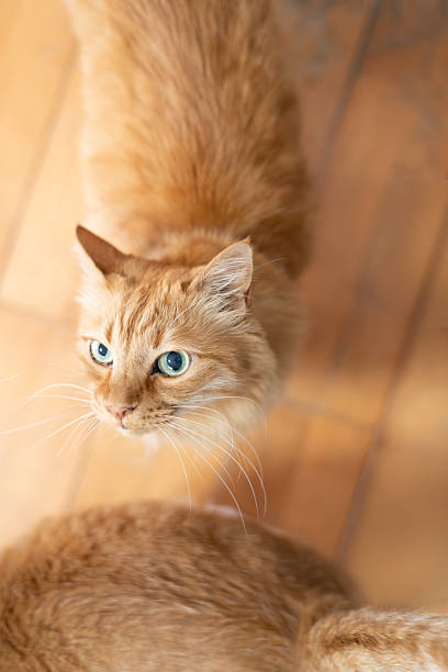istock Cute cat looking straight up 2240711925