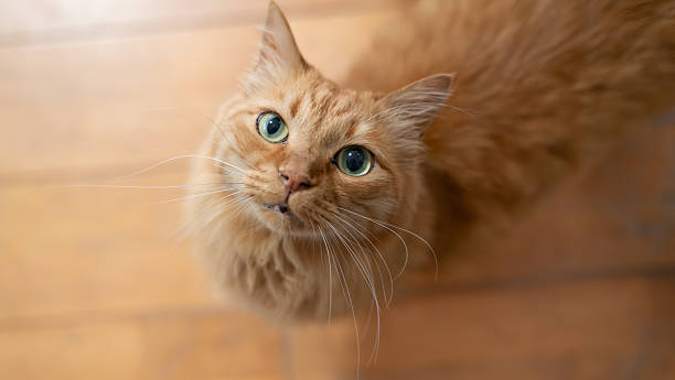 istock Cute cat looking straight up 2240711927