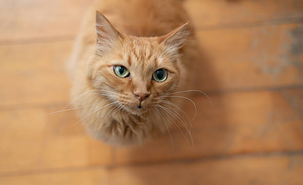 istock Cute cat looking straight up 2240711941