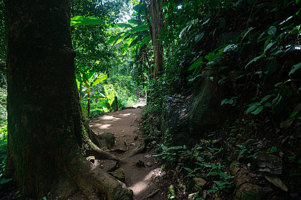 istock Serene Pathway Through Lush Jungle Near Waterfall in Chiang Mai 2240712011