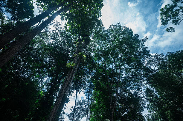 istock Majestic Waterfall Surrounded by Lush Forests in Chiang Mai 2240712071