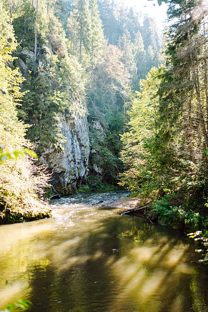 istock A high mountain stream flows through a sunny forest. A beautiful mountain landscape with a river. 2240719684