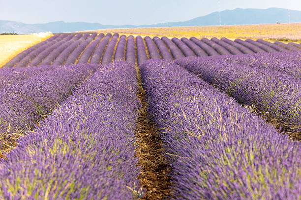 istock A lonely tree surrounded by lavender fields on the Plateau of Valensole. Provence 2240720824