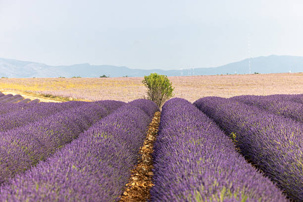 A lonely tree surrounded by lavender fields on the Plateau of Valensole. Provence, France.