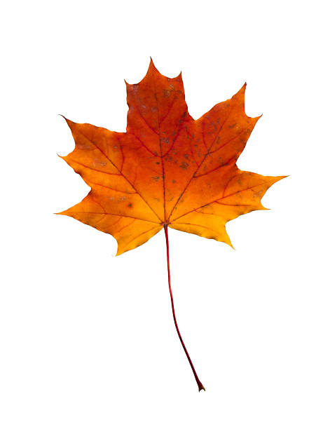 istock An autumn maple leaf isolated. A yellow and red cutout maple leaf. 2240721717