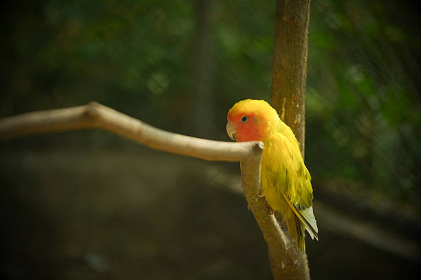 Two yellow birds are perched on a branch. One of the birds has a red beak