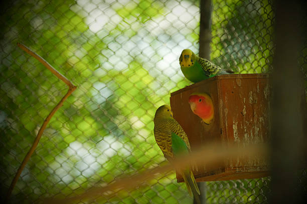 A ring-necked parakeet in a nest perched in a pine tree
