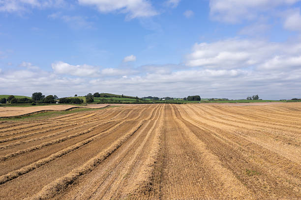 Aerial view of crop fields in rural Scotland on a sunny summer day