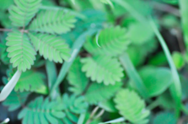 blur background or leaf background or Sensitive plant , Shameplant or Sleeping grass or nature background
