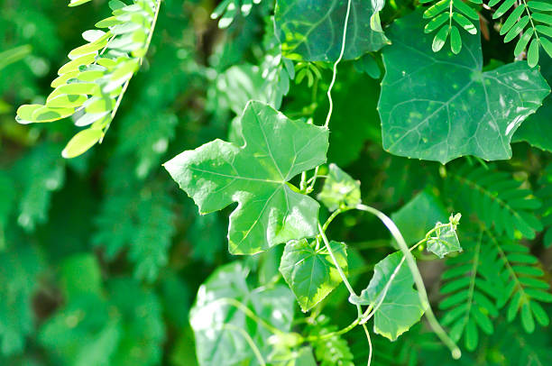 istock Ivy gourd , Coccinia grandis or CUCURBITACEAE 2240728452