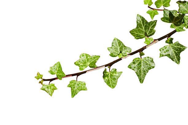 green ivy leaves branch isolated