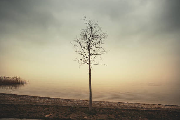 Bare tree in front of a lake at sunset, backlit during the autumn season