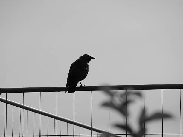 istock A jackdaw is sitting on a fence 2240732543