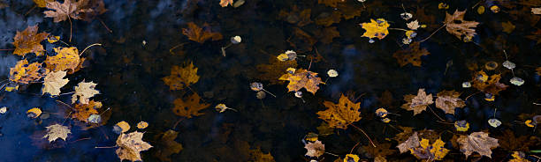 istock Autumn leaves floating on dark water 2240732548