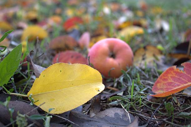 A low-angle shot of a small, pink-red apple that has fallen onto the ground, nestled in green grass and surrounded by vividly colored autumn leaves. A prominent bright yellow leaf is positioned in the foreground, emphasizing the rich, rustic color palette of the late fall season and the abundance of the orchard harvest.