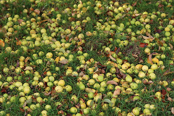 Crab apples lying on grass in autumn