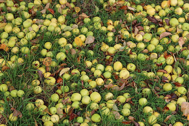 istock Crab apples lying on grass in autumn 2240732676