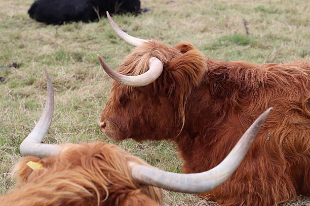 Brown highland cows in a meadow