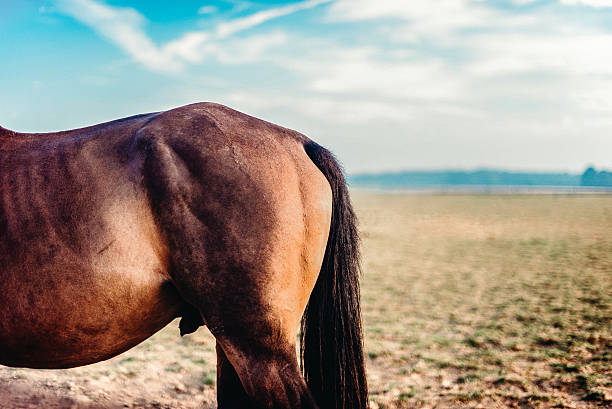 istock Brown horse standing in open field under blue sky 2240733566