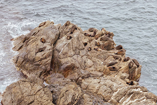 A beautiful spring afternoon with seals on rocks along Burrewarra Point trail in Guerilla Bay in New South Wales, Australia