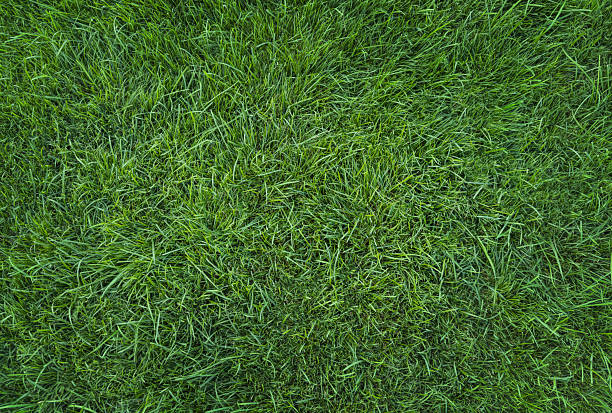 istock Lush green grass texture covering the ground in a vibrant natural landscape setting 2240736962