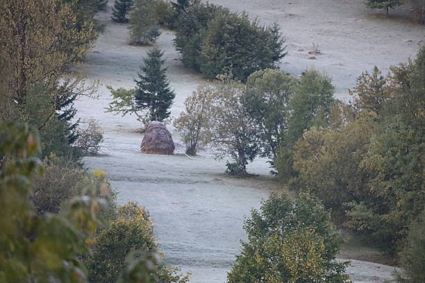 Morning forest landscape with cold tones. Ground covered with frost, dark trees in background create contrast and depth.