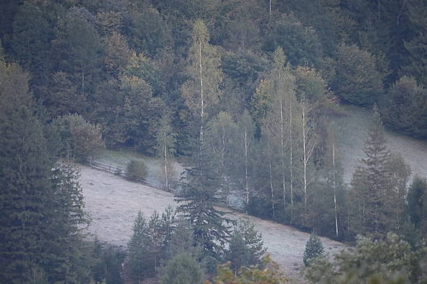 Forest hill with pine and deciduous trees, possibly birches, covered with light frost. Muted blue, green, and white tones create misty late autumn atmosphere.