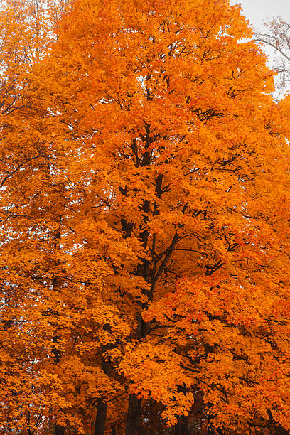 Close-up view of a bright orange maple tree in autumn, capturing the vivid colors of seasonal foliage.