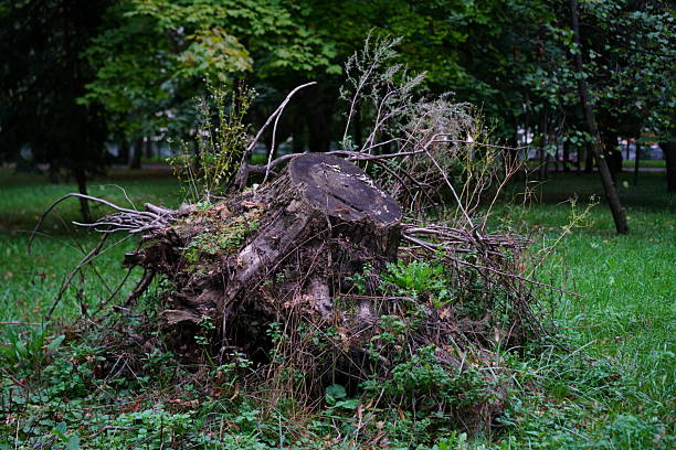 Close-up of an old tree trunk and exposed roots, showcasing natural weathering, cracks, and rugged textures. The organic form and earthy tones reflect the raw beauty of nature and the passage of time. Ideal for themes like decay, forest life, nature texture, or environmental backgrounds.