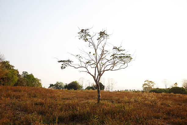 Landscape of lonely tree in dry meadow field