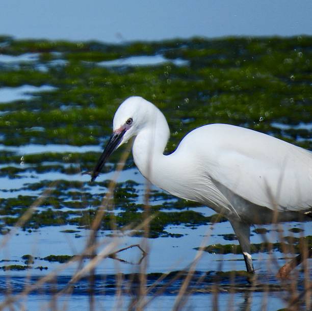 istock Little egret on the hunt close up 2240741198