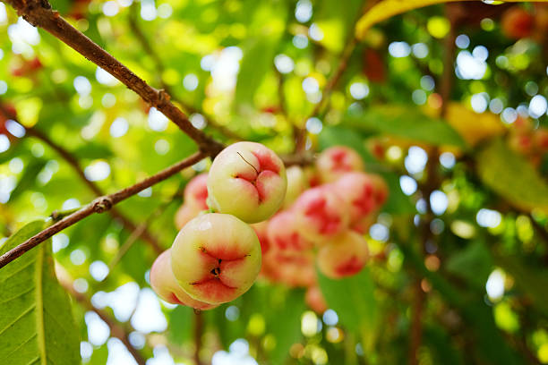 Close up fresh rose apple branch with leaf in tropical garden