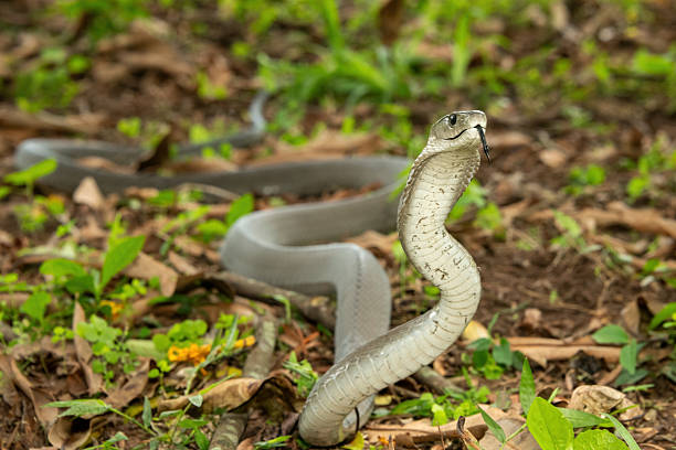 istock The feared Black Mamba (Dendroaspis polylepis) 2240742888