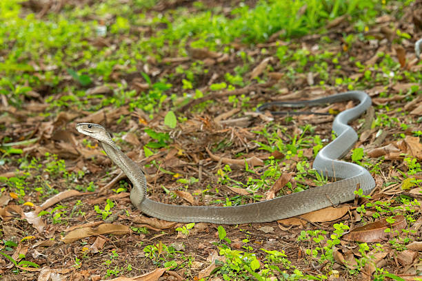 istock The feared Black Mamba (Dendroaspis polylepis) 2240742945