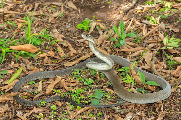 istock The feared Black Mamba (Dendroaspis polylepis) 2240743071