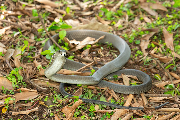 istock The feared Black Mamba (Dendroaspis polylepis) 2240743077