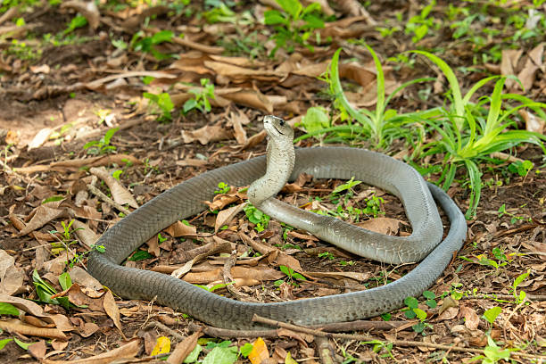 istock The feared Black Mamba (Dendroaspis polylepis) 2240743253