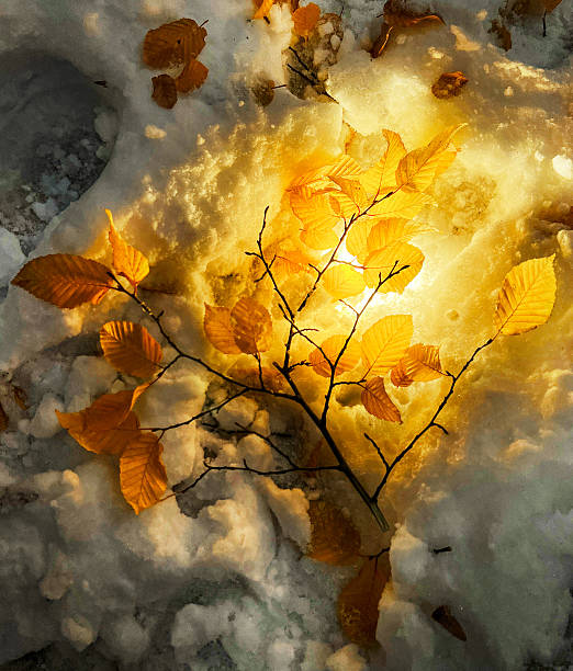 Golden autumn leaves resting on snowy surface illuminated by soft light, creating warm contrast against the cold winter backdrop, symbolizing seasonal transition and beauty, abstract