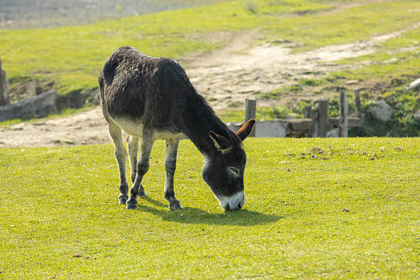 Dark-coated donkey peacefully grazing on lush green grass in a sunlit pasture
