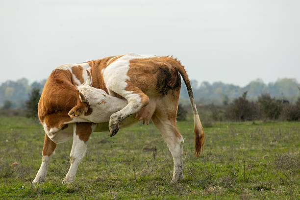 Brown and white guernsey cow scratching its head with its hind leg in a green pasture