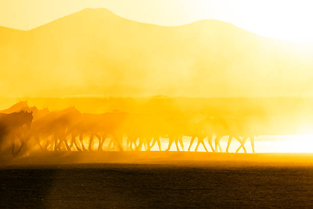 A group of wild horses moving together through a dusty field during golden hour in central Anatolia, Turkey. Warm sunlight creates a glowing atmosphere over the mountains and silhouettes the herd, symbolizing freedom and the harmony of nature.