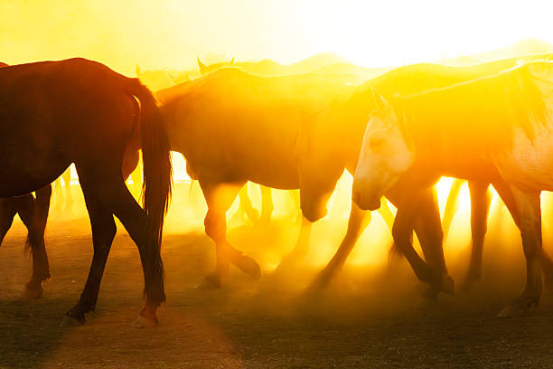 Kayseri,Turkey, May 5, 2017: Journey of cowboys and wild horses on dusty roads