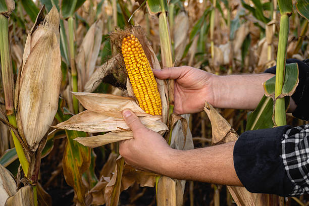 istock Two hands are seen pulling fresh corn from a plant in a field. The corn is ripe and bright yellow, surrounded by tall, dry corn plants in an autumn landscape 2240746286