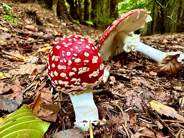 Fly agaric mushrooms in the wild