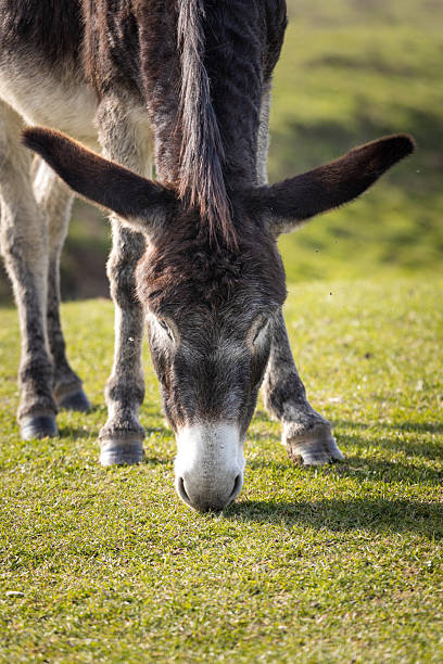 istock Donkey grazing peacefully in green pasture 2240750472