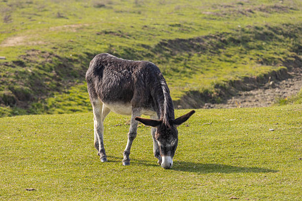 Dark and white donkey grazing on a green pasture on a sunny day