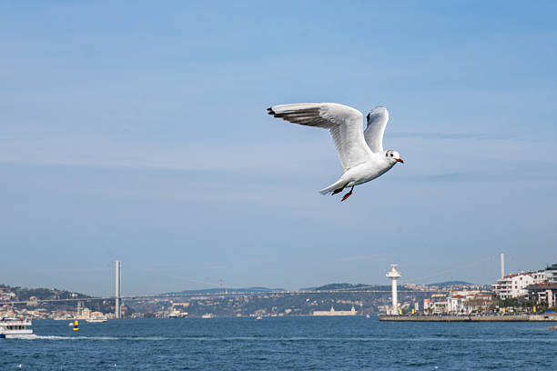 Seagull bird flying over the Bosphorus in Istanbul, Turkey. White seagull soaring through the blue sky above the city of Istanbul