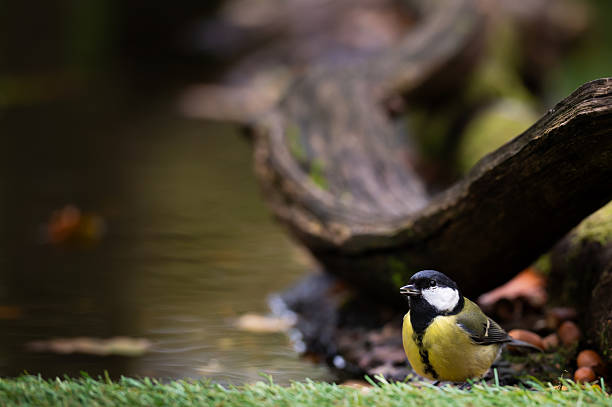 One great tit standing beside a pool of water in rural woodland in Scotland on an overcast autumn day