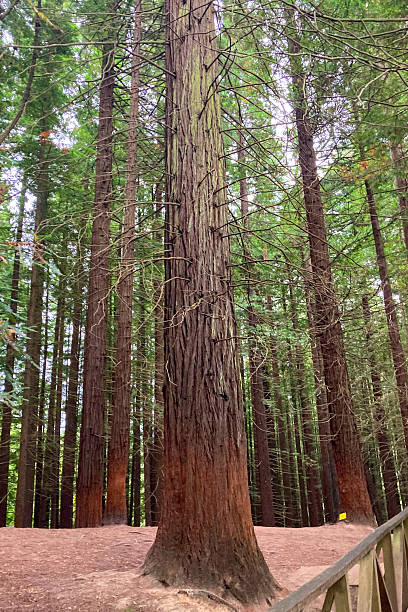 istock Towering sequoia trees creating a majestic and tranquil forest scene. 2240751644